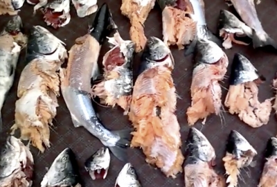 Foki niszczą połowy ryb. Urzędnicy apelują o raporty
